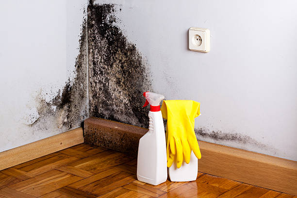 Certified Mold Removal in Lakeshore, LA