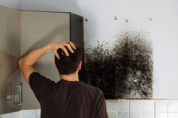 Professional Mold Removal in Lakeshore, LA